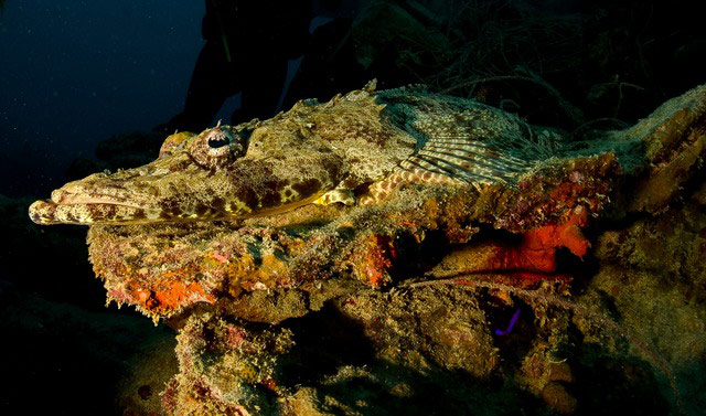 Underwater Photography: crocodile fish motionless