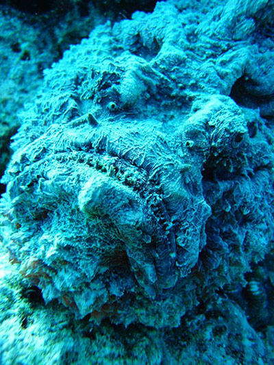 Underwater Photography: scary camouflaged stone fish