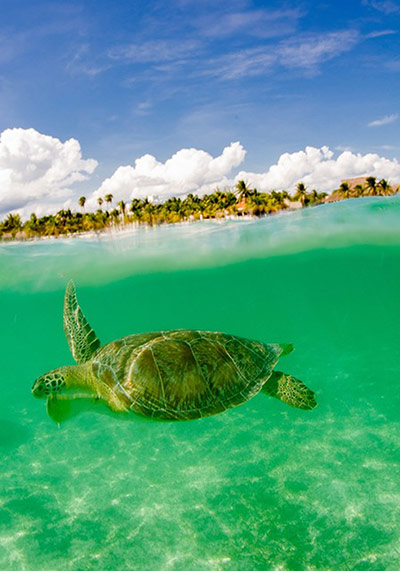 Underwater Photography: turtle coming up for air