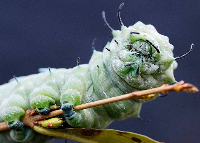24 hours in pictures: The caterpillar of an Atlas moth