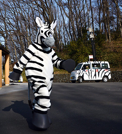 Zebra zoo: A member of staff from Tama zoo dressed as a zebra