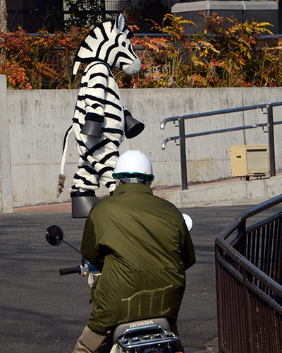 Zebra zoo: A member of staff from Tama zoo dressed as a zebra