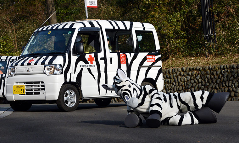Zebra zoo: A member of staff from Tama zoo dressed as a zebra