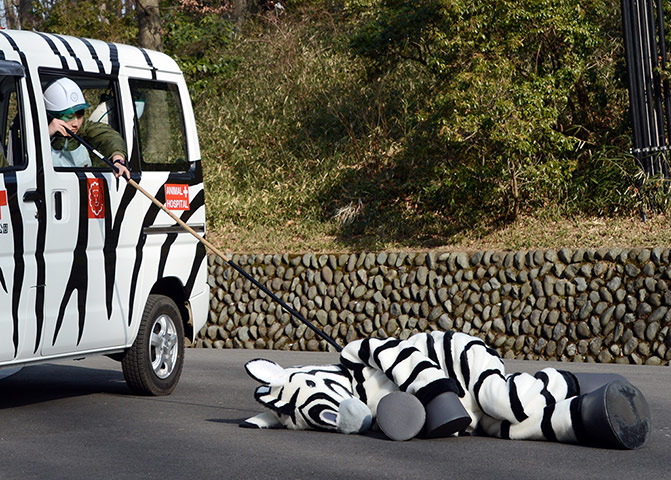 Zebra zoo: A member of staff from Tama zoo dressed as a zebra