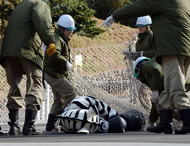 Zebra zoo: A member of staff from Tama zoo dressed as a zebra