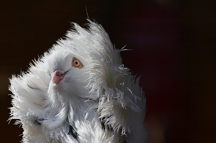 Week in Wildlife: Early spring comes to Madrid Zoo