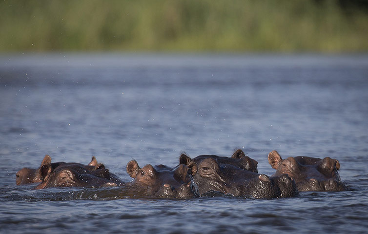 Week in Wildlife:  Hippos in the Zambezi Zambia