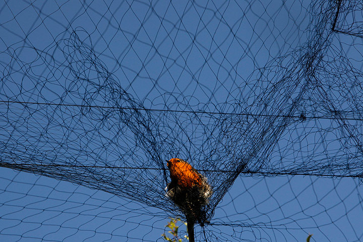 Week in Wildlife: a bird is entangled in a net used by poachers to trap migrating songbirds 
