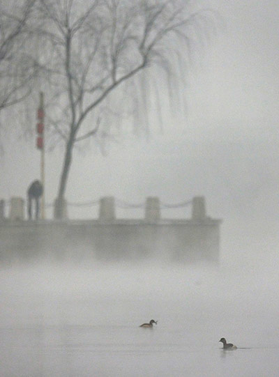 Week in Wildlife: Ducks are seen in a river on a heavy hazy day in Beijing's Gaobeidian