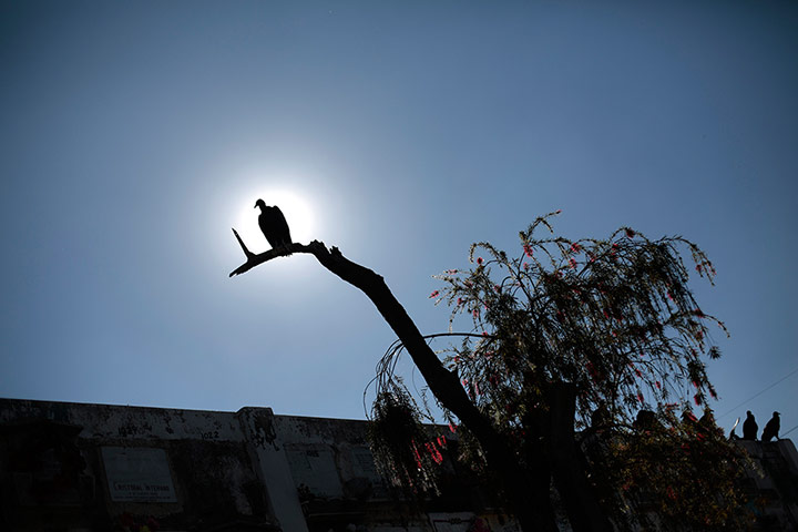 Week in Wildlife: A vulture perches on a tree next