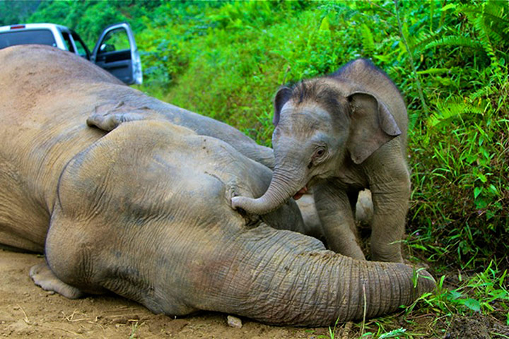 Week in Wildlife: 3-month-old elephant calf tries to awake its dead mother in Sabah, Malaysia