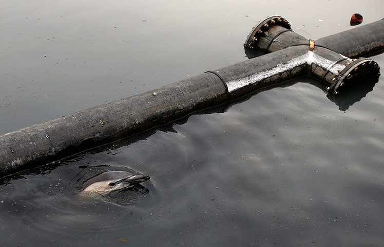 Week in Wildlife: A dolphin struggles to lift its head out of the water Brooklyn, New York