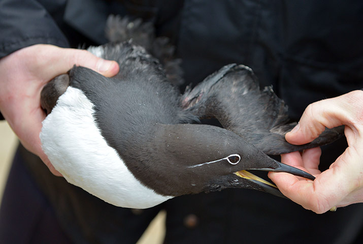 Week in Wildlife: Birds washed up on Chesil Beach covered in a sticky substance, Dorset