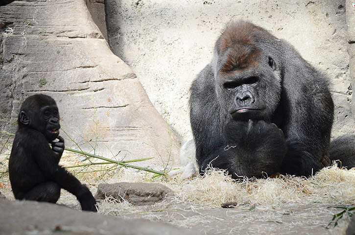 20 Photos: Early spring comes to Madrid Zoo