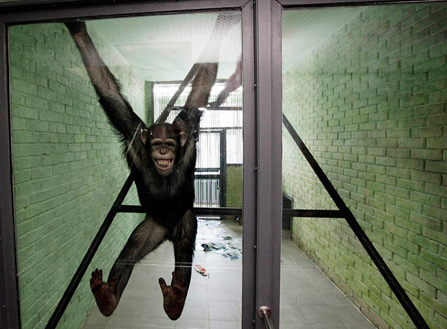 20 Photos: A chimpanzee smiles at the Royev Ruchey zoo in Krasnoyarsk, Siberia
