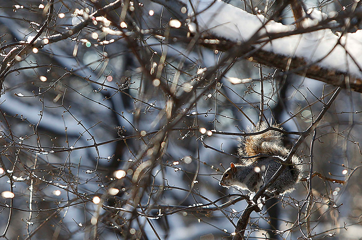 24 hours in pictures: A squirrel sits in a tree in Central Park in New York