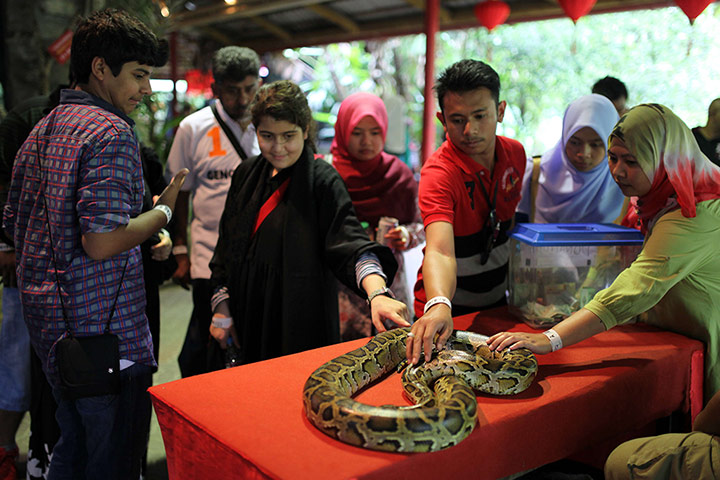 Chinese New Year: Visitors touch a python at the National Zoo in Kuala Lumpur, Malaysia 