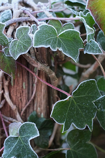 Guardian Camera Club: A review of Malcolm Anderson's portfolio