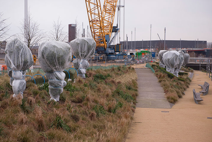 Olympic Park in 2013: Wrapped trees