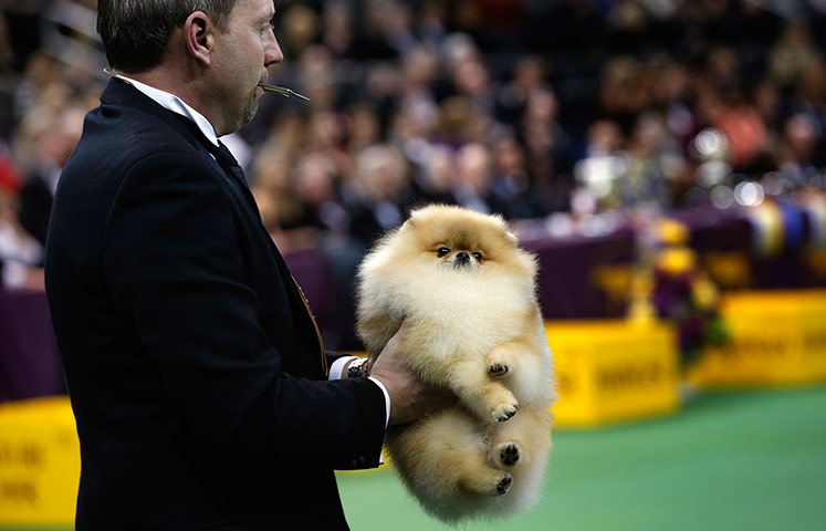 Westminster Dog Show: A Pomeranian is carried to be judged 