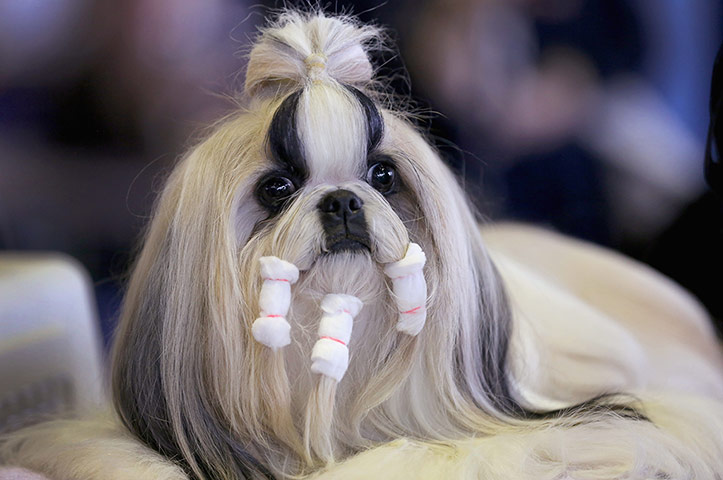 Westminster Dog Show: Westminster Kennel Club Dog Show Crowns King Of The Canines