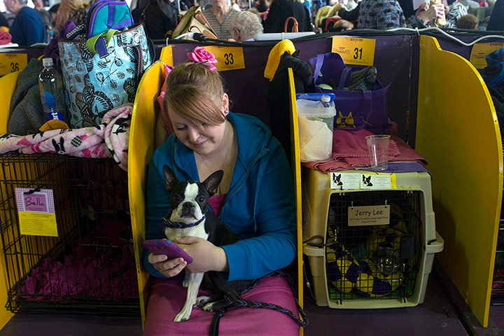Westminster Dog Show: Bella, a 16-month-old Boston terrier