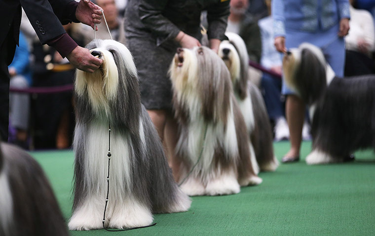 Westminster Dog Show: Bearded collies line up to be judged 
