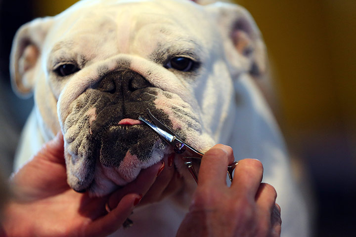 Westminster Dog Show: Linda Scott, of Odessa, Texax, grooms Pink a 2 year-year-old bulldog 