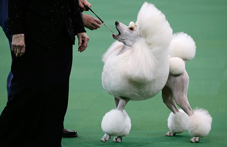 Westminster Dog Show: A Standard Poodle is judged during competition