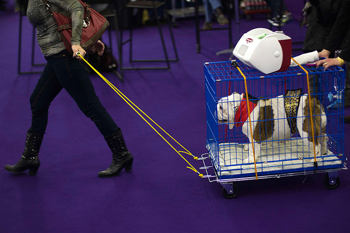 Westminster Dog Show: A woman pulls a cart with an English Bulldog on it