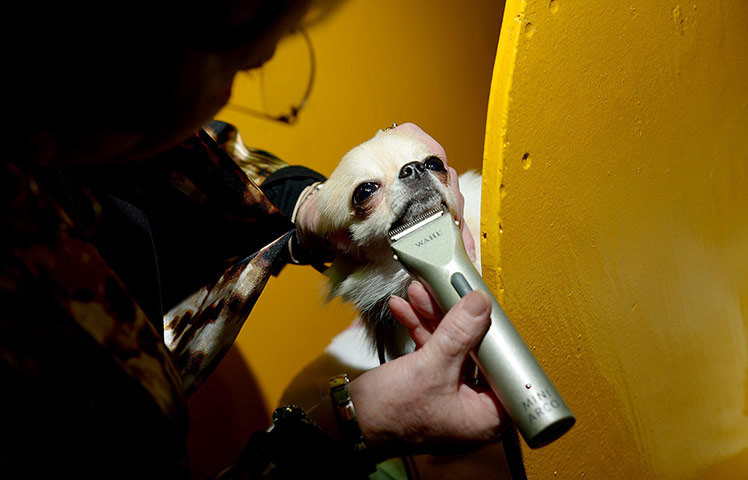 Westminster Dog Show: A chihuahua named Pinky is shaved with an electric razor