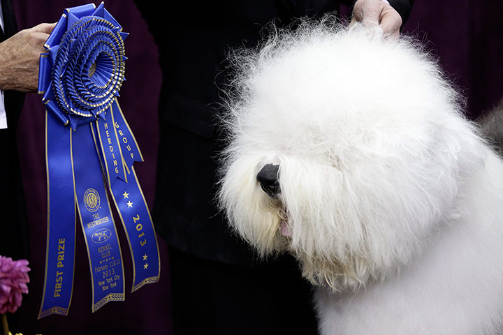 Westminster Dog Show: Swagger, an Old English Sheep Dog