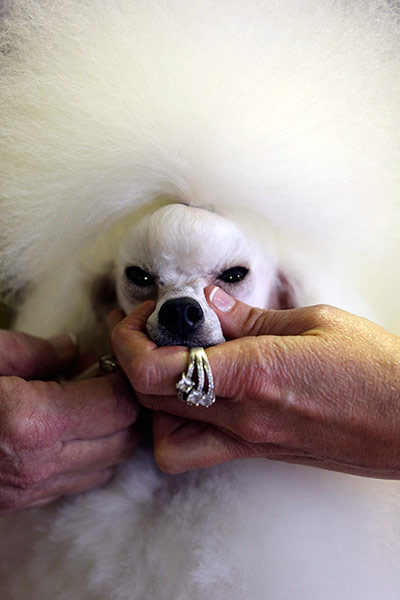 Westminster Dog Show: Angel, a 2-year-old Toy Poodle 