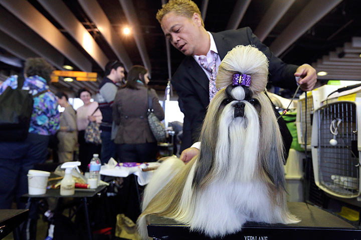 Westminster Dog Show: Craig Garcia grooms Fire