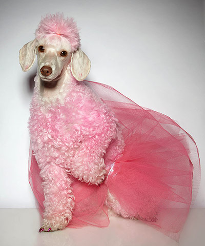 Your Pictures - Glamour: pink coloured dog with pink veil