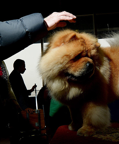 24 hours: New York, New York, USA: A chow chow named Tommy