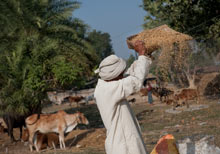 Un homme dissipe riz dans le village Satgharwa