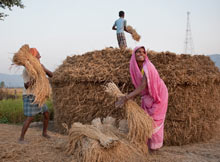 Les gens travaillent sur un champ de riz dans le Bihar