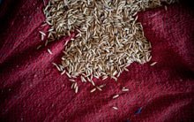 Rice seeds