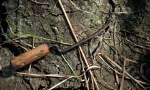 A tool used to harvest rice