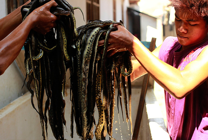 FTA: Beawiharta: Workers hold snakes for skinning