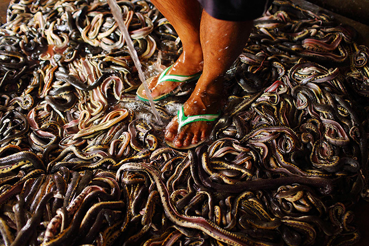 FTA: Beawiharta: A worker pours water on snakes before cutting their skins