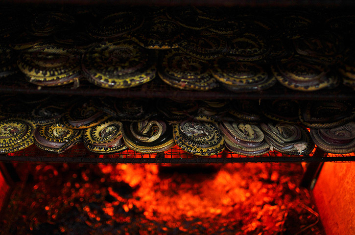 FTA: Beawiharta: A tray of snakes dry inside an oven