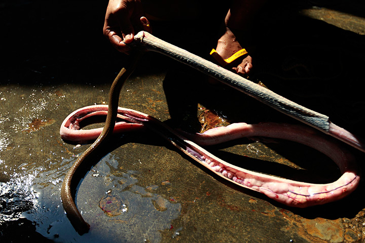 FTA: Beawiharta: A worker skins a snake 