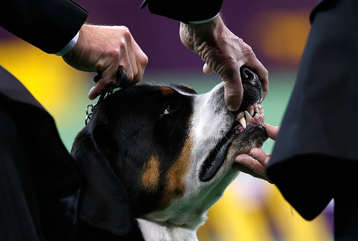 Westminster dog show: A Greater Swiss Mountain Dog is judged