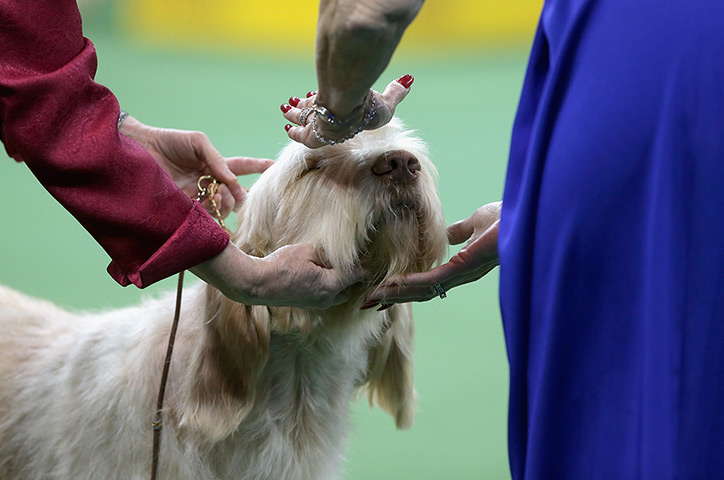 Westminster dog show: A judge inspects Italian Spinoni, Diogi, during the Sporting Group