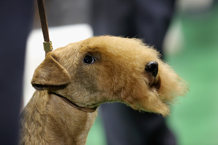 Westminster dog show: A terrier waits to compete in the best of breeds