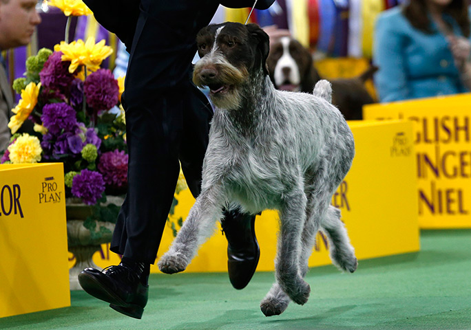 Westminster dog show: Oakley, a German Wirehaired Pointer, runs 