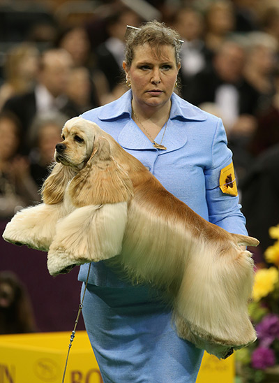 Westminster dog show: Handler Stacy Dohmeier carries Tucker, an ASCOB Cocker Spaniel