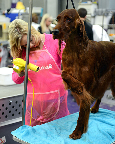 Westminster dog show: Winter, an Irish Setter, gets a blow dry